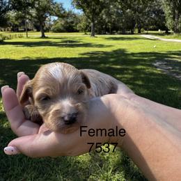 Poppy 7537 - Apricot female Goldendoodle puppy in Arcadia, Florida from KnuDawn Goldendoodles