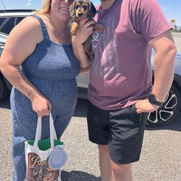 Bingo - Dapple male Dachshund puppy in Duncan, Arizona from Bootheel Doxies