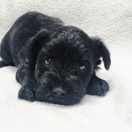 Boy 1 - Black male Miniature Schnauzer puppy in Green River, Wyoming from Mary's Miniature Schnauzers