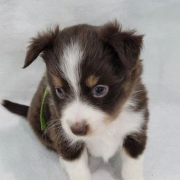 KANSAS (Green) - Red tri male Toy Australian Shepherd puppy in Norwood, Missouri from Looney Farm’s Toy & Mini Aussies