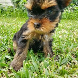 Yorkshire Terrier Puppies from Liz’s Yorkshire Terriers