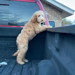 Purple Pup - Dark golden Double Doodle puppy in San Juan, Texas from Cash & June’s Double Doodles