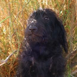 Milo - Black male Labradoodle puppy in Apache Junction, Arizona from Loving Doodle