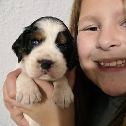 Cindy - Black white and tan female English Springer Spaniel puppy in Florida from Thunderbird Springers