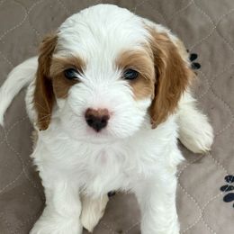 Sir Lancelot - Blenheim Cavapoo puppy in Malad City, Idaho from FreckledCowgirlCorgis