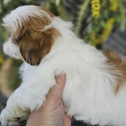 Cockapoos, Shihpoos, and Shih Tzus from Shelby Petty