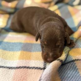 Blue Collar - Red and rust male Doberman Pinscher puppy in Lake City, Florida from Paintedcrazy Doberman Pinchers