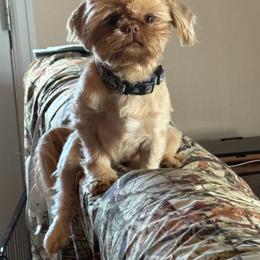 Viser - Shih Tzu