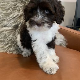 Australian Labradoodle Puppies from Australian Heritage Labradoodles