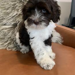 Australian Labradoodle Puppies from Australian Heritage Labradoodles