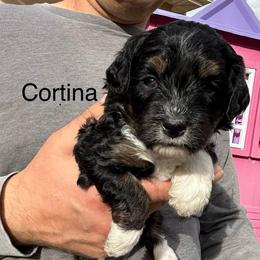 Cortina - Tri-color female Bernedoodle puppy in Eagle Mountain, Utah from Liberty Farms Puppies