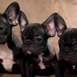 Bulldogs and French Bulldogs from Tricreek English and French Bulldogs
