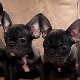 Bulldogs and French Bulldogs from Tricreek English and French Bulldogs
