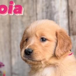 Golden Retrievers from Everlong Equine and Canine
