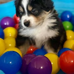 Miniature American Shepherd Puppies from Lynwood