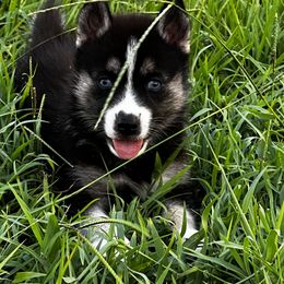 Siberian Husky Puppies from Hargaden Huskies