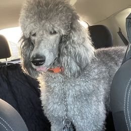 Nimue - Poodle