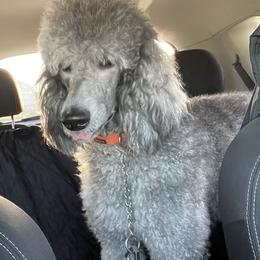Nimue - Poodle
