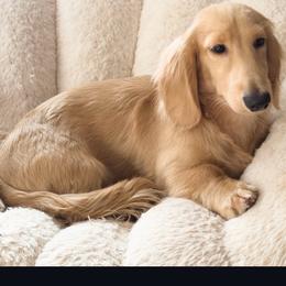 Thor - Dachshund