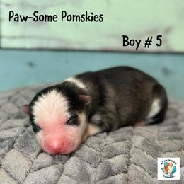 Boy 5 - Black and white male Pomsky puppy in Krum, Texas from Paw-Some Pomskies