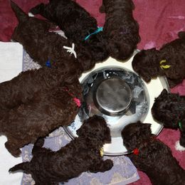 Lagotto Romagnolo Puppies from Montagna del Mare Lagotto Romagnolo