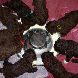Lagotto Romagnolo Puppies from Montagna del Mare Lagotto Romagnolo