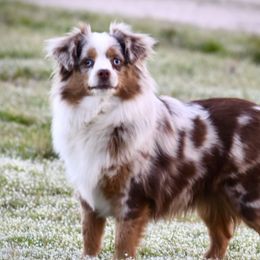 Tessi - Toy Australian Shepherd