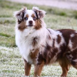 Tessi - Toy Australian Shepherd