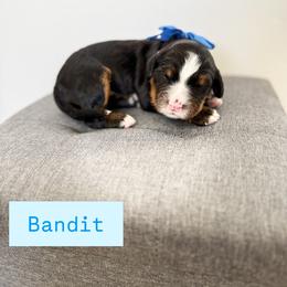 Bandit - Tri-color male Bernedoodle puppy in West Haven, Utah from Split Mountain Doodles