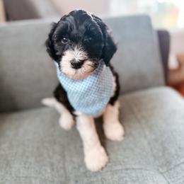 Camden - Parti male Goldendoodle puppy in Soddy Daisy, Tennessee from The W Doods