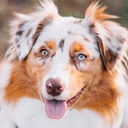 Australian Shepherds from Settlers Aussies and Dobies