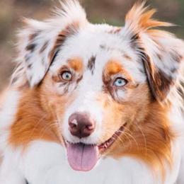 Australian Shepherds from Settlers Aussies and Dobies