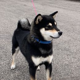 Tenkou - Shiba Inu