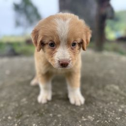 Boy 6 - Red male Nova Scotia Duck Tolling Retriever puppy in Lowell, Indiana from Bearfoot Aussies and Tollers