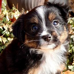BRUSHY CREEKS NEWT - Black tri male Toy Australian Shepherd puppy in Red Oak, Texas from Brushy Creek Aussies & Mini Aussies