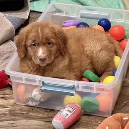 Sabbath - Red male Nova Scotia Duck Tolling Retriever puppy in Albany, New York from Sardonyx Canines