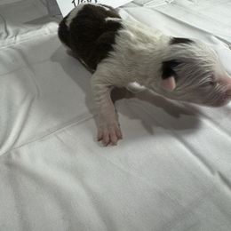 M2 - White and red male Border Collie puppy in Meridian, Mississippi from Border Hollow Border Collies