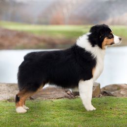 Australian Shepherd All Grown Up from Cali Aussies