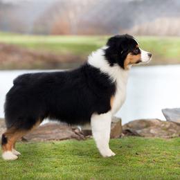 Australian Shepherd All Grown Up from Cali Aussies