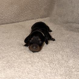 Dachshund Puppies from KhloeKPuppies