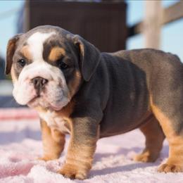 Angelica - Blue tri-color female Bulldog puppy in Warsaw, New York from Hillview Kennels