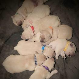 3rd pick of the boys from the Soda Pop Pups - Golden male Golden Retriever puppy in Fithian, Illinois from LOMAH Retrievers