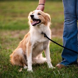 Arizona - Border Collie