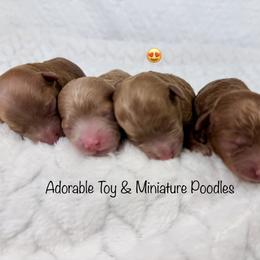 Spring - Red  female Poodle puppy in Florida from Adorable Toy-Miniature Poodles