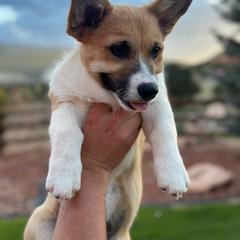 Yellow - Pembroke Welsh Corgi puppy from D&D Country Corgis