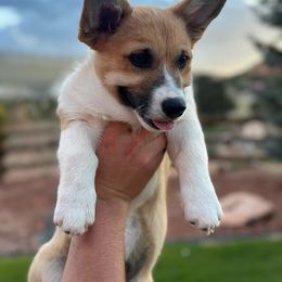 Yellow - Pembroke Welsh Corgi puppy from D&D Country Corgis