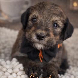 Caramel- orange - Phantom male Bernedoodle puppy in Oak Hills, California from High Desert Doodles
