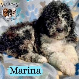Reef - Merle female Goldendoodle puppy in Sterling, Connecticut from Justine’s Retrievers and Doodles