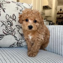Tucker - male Cavapoochon puppy in Burlington, Iowa from Pleasant Home Puppies