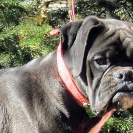 Boxers and Golden Retrievers from Shady Rill puppies